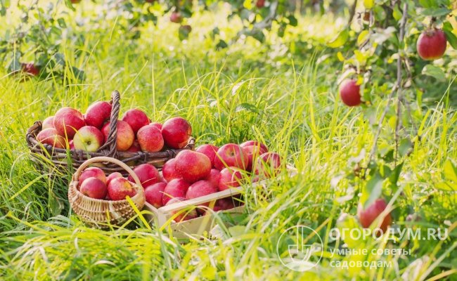Яблоки хорошо переносят транспортировку и продолжительное хранение – до весны