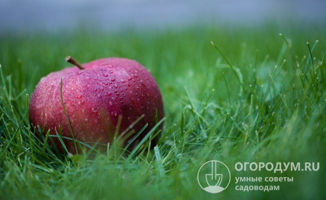 Яблоки сорта «Антей» крупные и красивые, характеризуются высокой товарностью