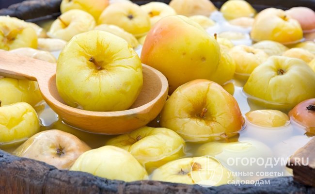 Яблоки предназначены для употребления в свежем виде и различных способов переработки, традиционно используются для квашения (мочения)
