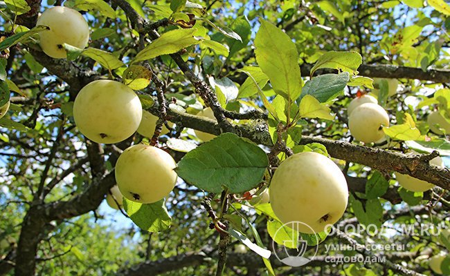 Яблоня «Белый налив» – традиционная разновидность культуры, издавна выращиваемая в центральной части России и в Поволжье