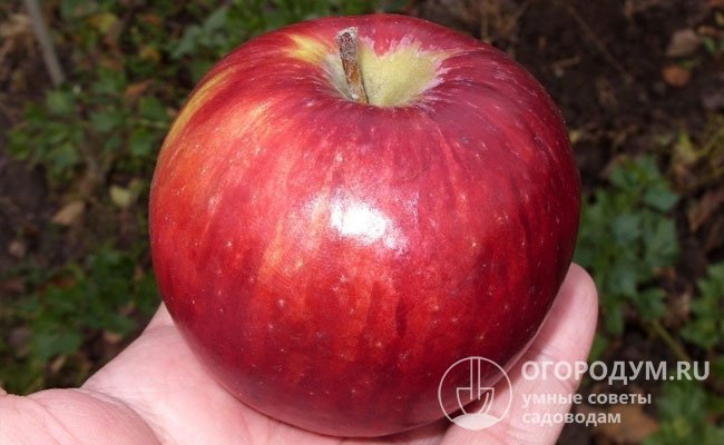 Благодаря плотной мякоти яблоки отлично транспортируются, сохраняют свои товарные и потребительские качества в течение долгого времени
