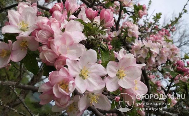 Цветет дерево в мае, цветки с бело-розовыми лепестками, по размеру довольно мелкие, почти плоские
