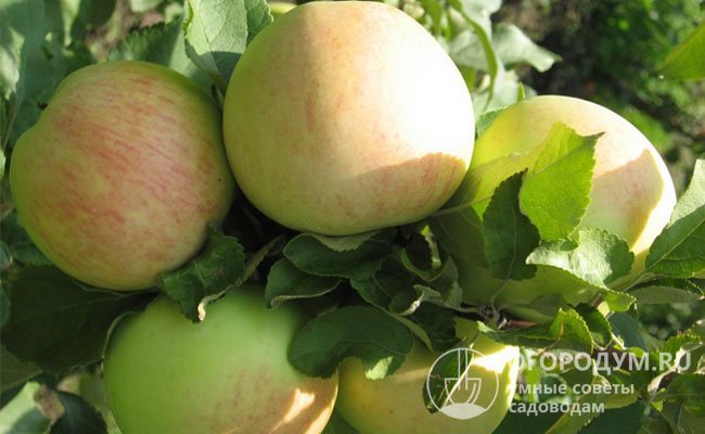 Яблоня «Штрейфлинг» («Штрифель» или «Осеннее полосатое») – отличный опылитель для «Богатыря»