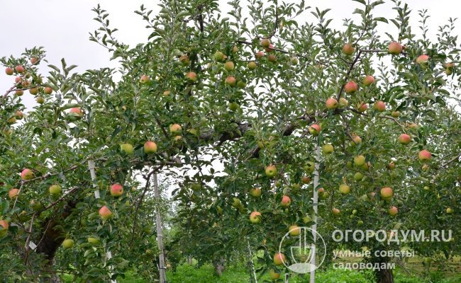 Взрослая яблоня способна приносить урожаи более 100 кг
