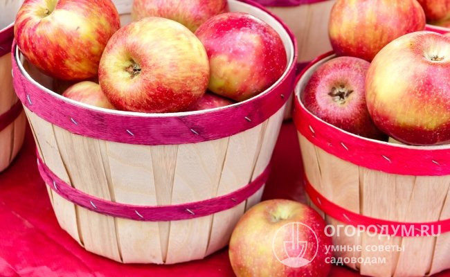 Яблоки сорта «Фуджи» в последние годы пользуются неизменно высоким потребительским спросом