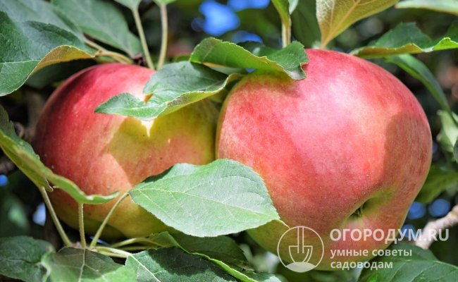 Яблони сорта «Айдаред» служат хорошими опылителями для деревьев «Галы»