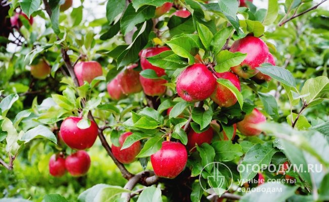 С 10-12-летнего возраста яблони приносят высокие урожаи товарных плодов