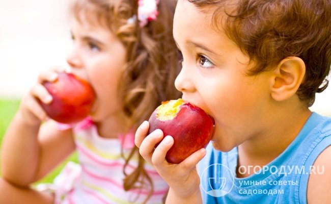 Яблоки предназначены в первую очередь для употребления в свежем виде после длительного хранения, за время которого они достигают потребительской зрелости