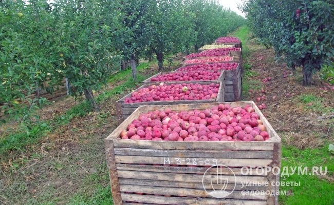 Яблоки сорта «Глостер» поспевают дружно и не осыпаются с веток до сбора урожая