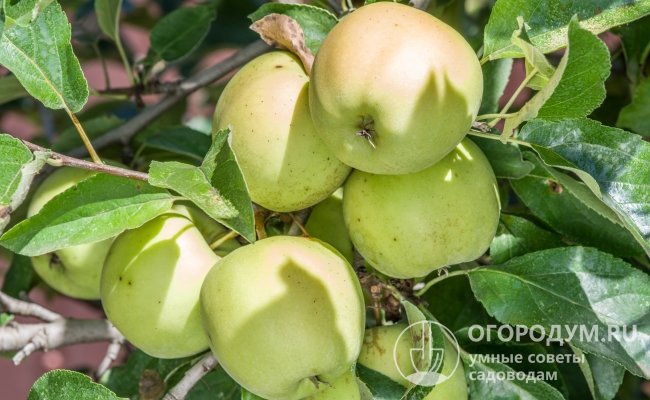 Качество яблок «Голден Делишес» (на фото) соответствует уровню мировых стандартов