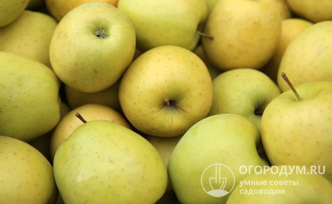 При правильно организованном хранении яблоки могут долежать до апреля – мая, практически не утрачивая своих потребительских качеств