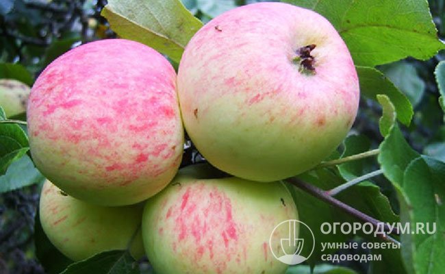 Яблоки сорта «Грушовка» (на фото) поспевают одними из первых, к Яблочному Спасу
