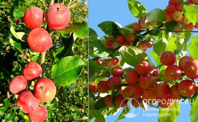 На фото яблони «Сибирский сувенир» (слева) и «Лидия» (справа), созданные с участием «Грушовки»