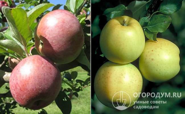 На фото – яблони Macoun (слева) и Honeygold (справа) – родительские формы Honeycrisp
