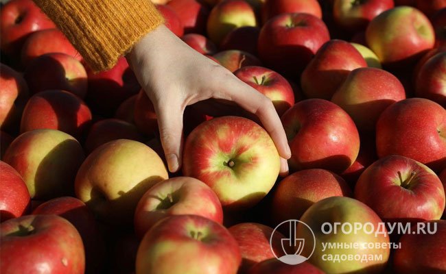 Яблоки сорта «Хани Крисп» отличаются одномерностью, крупными размерами и яркой окраской