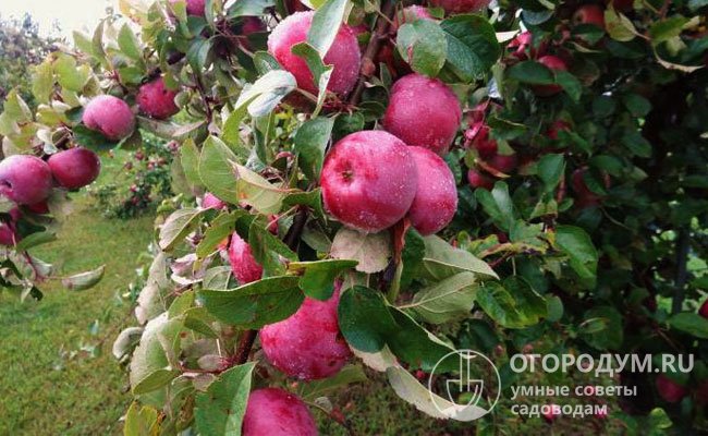 В числе бесспорных плюсов яблони «Имант» (на фото) специалисты отмечают высокую скороплодность и стабильную ежегодную урожайность
