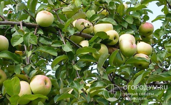 Яблоня «Имрус» (на фото) пригодна для возделывания в садах интенсивного типа и на небольших дачных участках