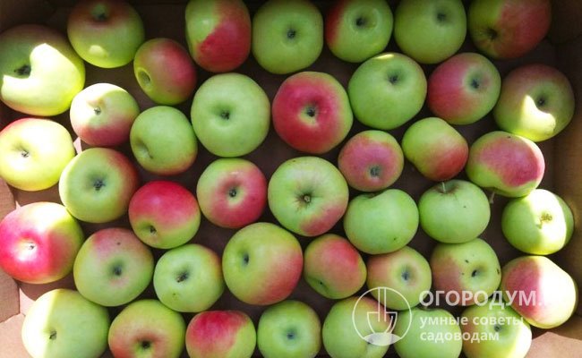 При неаккуратном сборе и длительной транспортировке тонкая кожица яблок может травмироваться, что приводит к снижению их товарности и лежкости