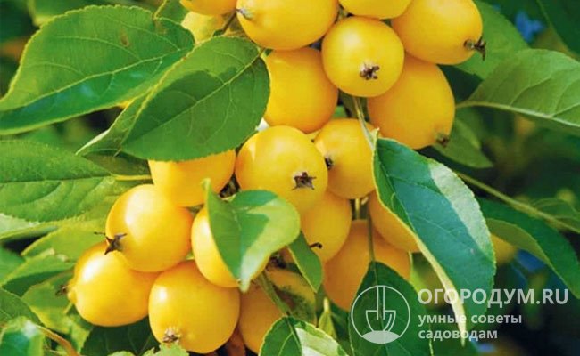 «Китайка золотая» (на фото) – приносит весомые урожаи небольших янтарно-желтых фруктов