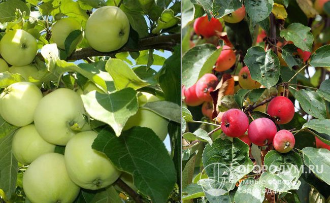 Яблоня Китайка золотая: описание сорта, фото, отзывы