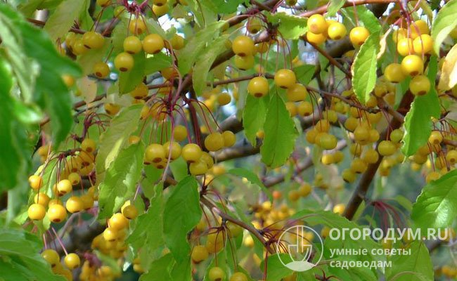 Плоды собраны в небольшие грозди (по 3-5 шт.), сосредоточенные в основном на верхней трети ветвей