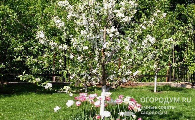 Обильно цветущие райские яблоньки становятся настоящим украшением весеннего сада