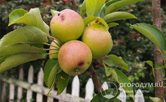 Для посадки полукарликовых колоновидных яблонь хорошо подойдет место рядом с тропинкой или забором