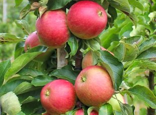 Колоновидная яблоня «Васюган»: описание сорта, фото и отзывы
