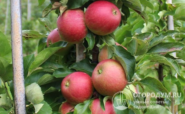 Яблоня «Васюган» (на фото) отличается повышенной морозостойкостью и считается одной из самых подходящих для выращивания в средней полосе, Подмосковье, на Урале и Дальнем Востоке