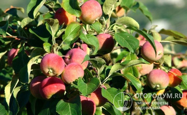 «Конфетки на ветке» – так называют один из самых вкусных летних сортов яблони – «Конфетное» (на фото)