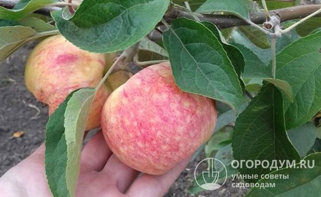 Для лучшей сохранности яблок опытные садоводы советуют снимать их с веток вместе с плодоножкой и не стирать восковой налет, который служит природной защитой