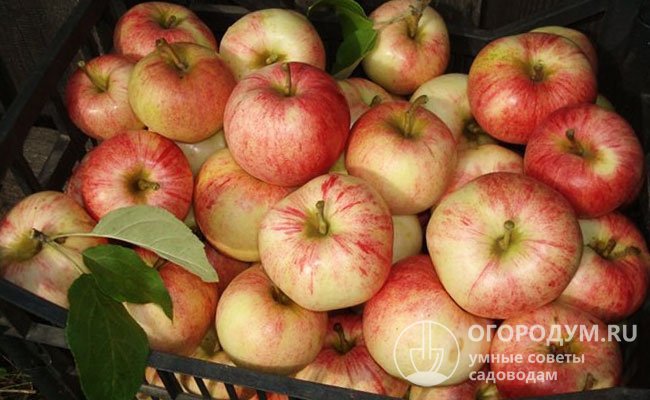 Сорт радует садоводов-любителей скороспелостью и урожайностью, товарностью и вкусовыми качествами яблок