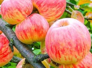 Яблоня сорта «Коричное полосатое»: описание, фотографии и отзывы