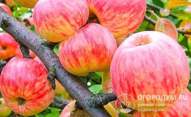 Коричное полосатое (на фото) – один из любимейших осенних сортов яблони, традиционно выращиваемых в центральных и северных областях России