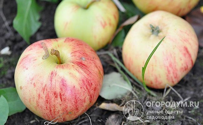 Полосатые яблочки пользуются неизменной популярностью у отечественных дачников
