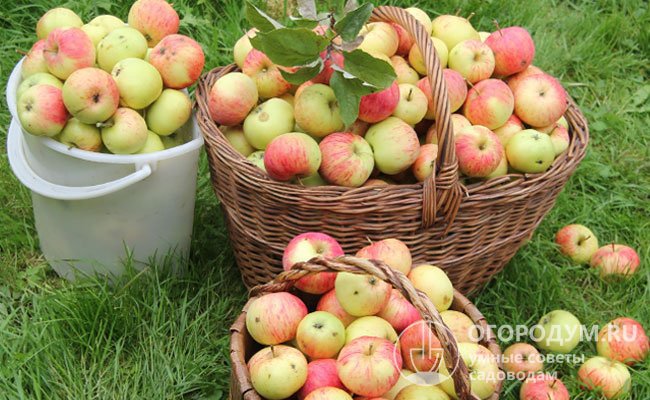 Урожайность сорта умеренная, даже при благоприятных условиях с одного взрослого дерева можно собрать не более 150 кг яблок
