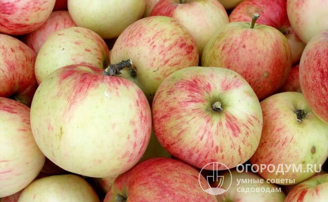 Яблоки «Коричного полосатого» считаются лучшим сырьем для заготовки варенья, джемов, цукатов