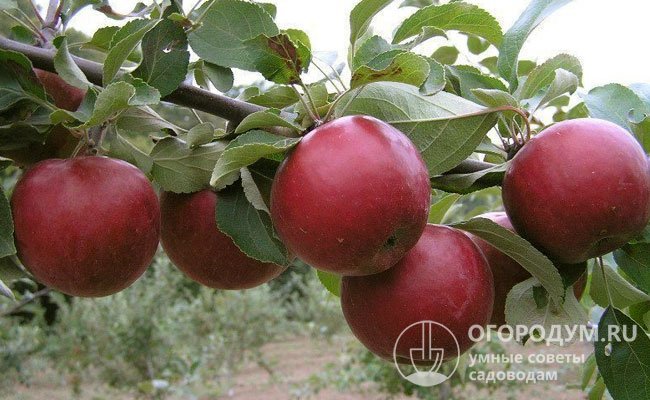 Сорт яблони «Коваленковское» (на фото) в народе иногда называют «Красное сладкое»