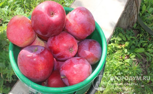Яблоки высокотоварные – крупные, одномерные, яркоокрашенные благодаря сплошному темно-красному румянцу