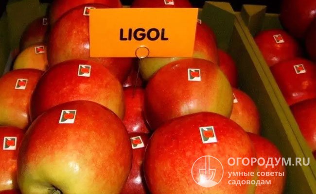На сегодняшний день «Лигол» широко распространен как коммерческий сорт в Польше и других европейских странах
