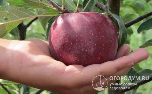 Яблоки данного сорта отличаются крупными размерами, великолепным товарным видом и прекрасными вкусовыми качествами
