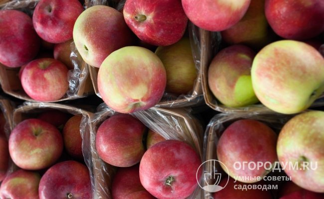 При правильно организованном хранении яблоки не утрачивают своих товарных и потребительских качеств в течение 3-4 месяцев