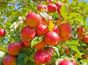 Яблоня «Мантет»: описание сорта и его преимущества