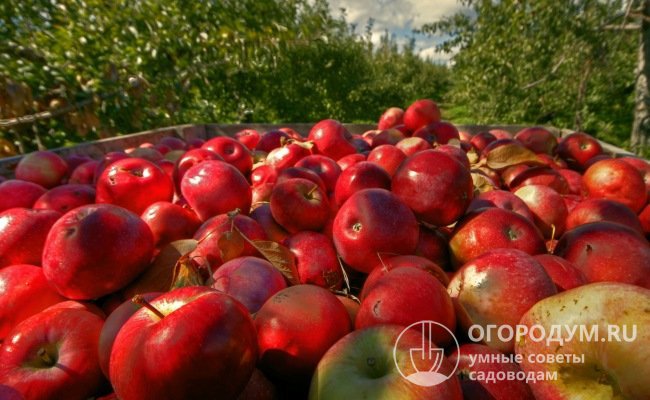 Как и у большинства раннеспелых сортов, яблоки «Мантет» не предназначены для длительного хранения: период их потребления – позднелетний