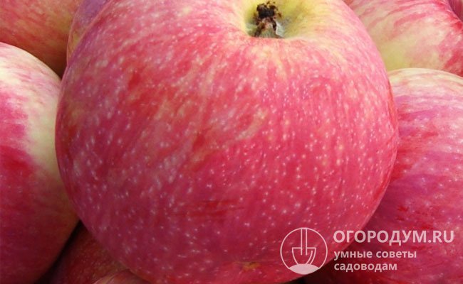 Яблоки «Мелба» неизменно пользуются большим спросом благодаря прекрасным вкусовым качествам, хорошей транспортабельности и лежкости