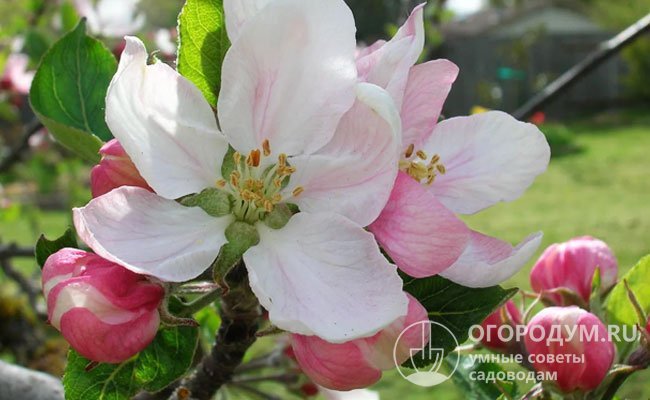 Крупные бело-розовые цветы с нежным ароматом привлекают большое количество насекомых-опылителей