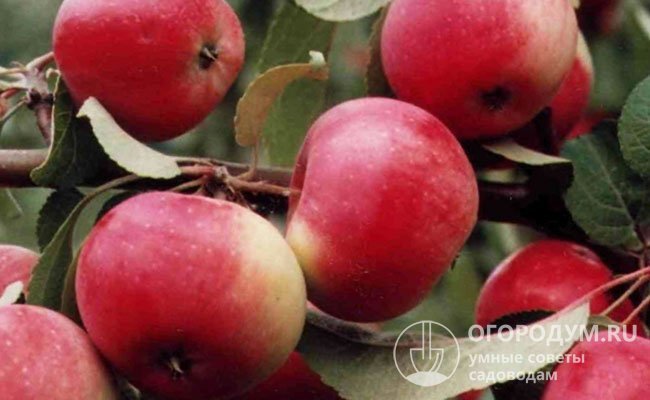 На фото – яблоня сорта «Заветное»