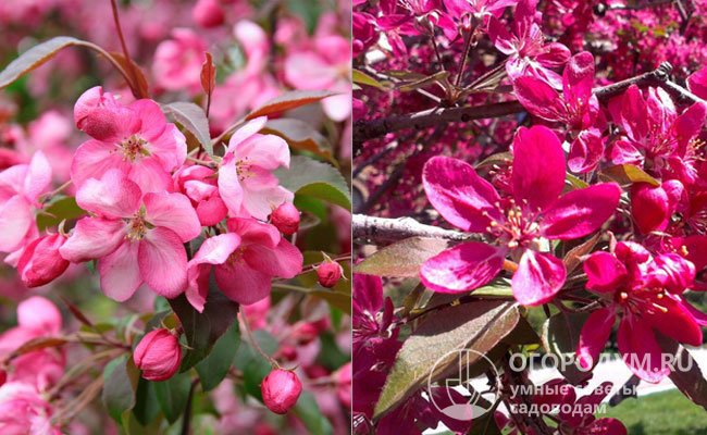Интенсивность окраски бутонов и распустившихся цветов зависит от различных факторов и бывает от розовой до ярко-малиновой