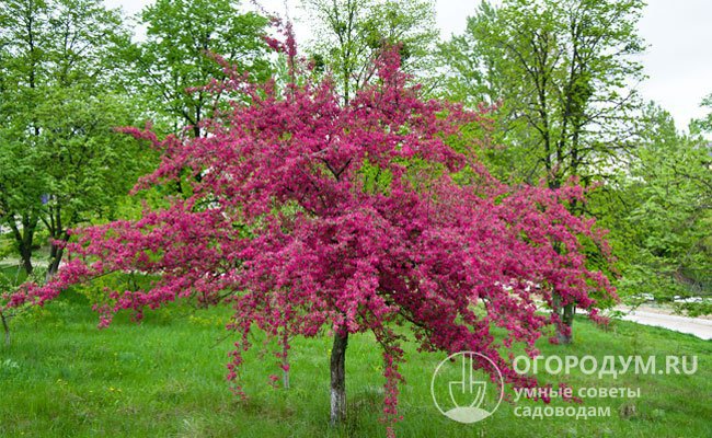 Выразительность темно-красной расцветки яблони «Недзвецкого» отлично подчеркивается зеленым фоном газона и листвы окружающих деревьев