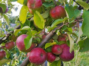 Яблоня «Орлик»: описание сорта, фото и отзывы